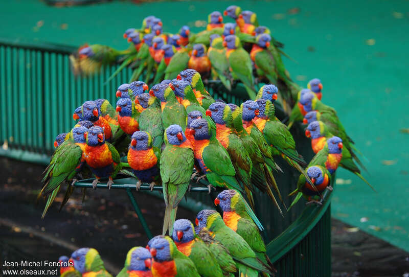 Rainbow Lorikeetadult, Behaviour