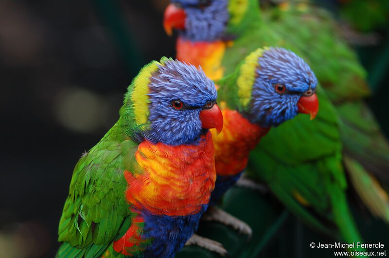 Rainbow Lorikeet