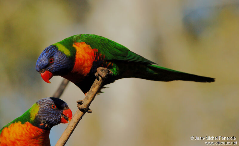 Rainbow Lorikeet