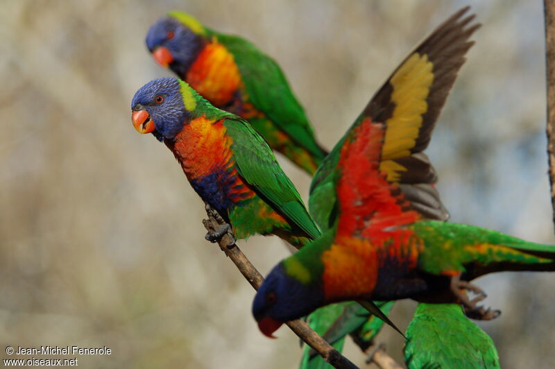 Rainbow Lorikeet