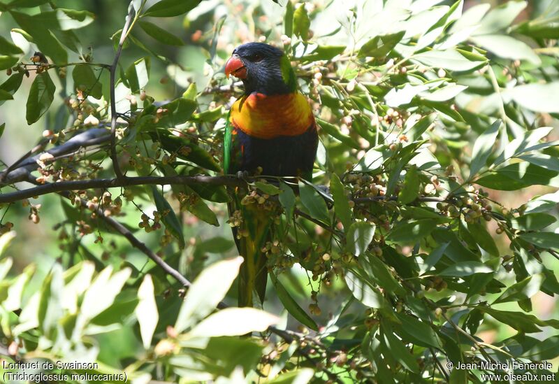 Rainbow Lorikeet