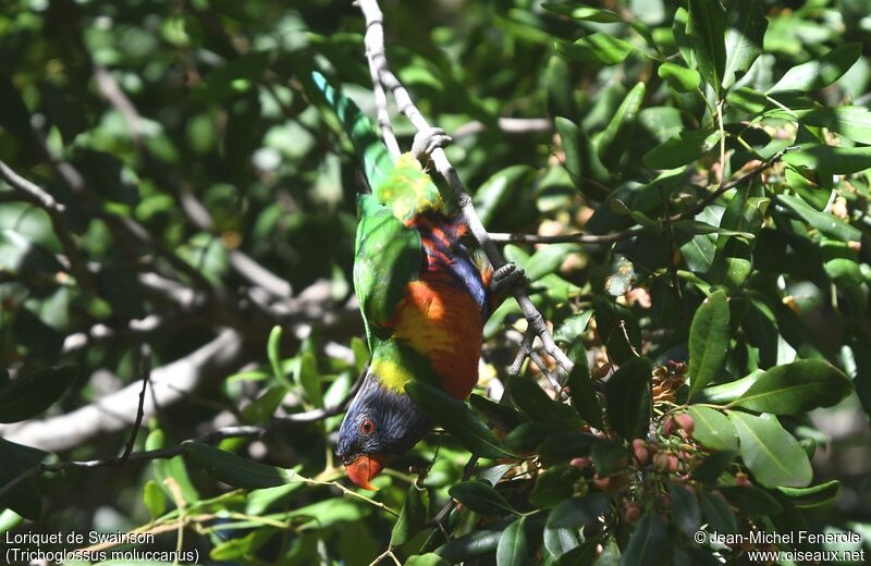 Rainbow Lorikeet