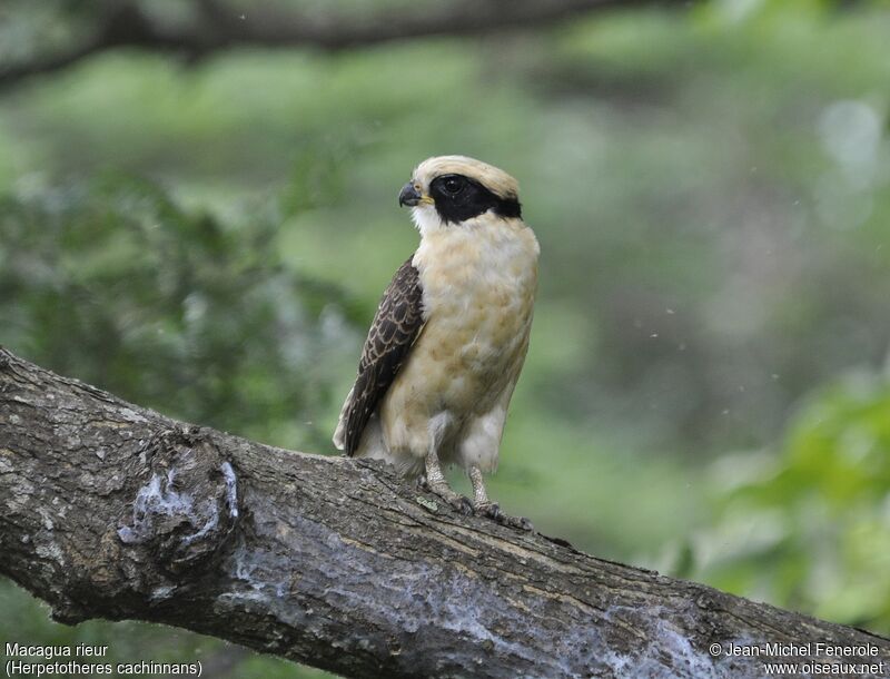 Laughing Falcon