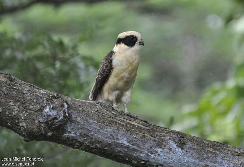 Laughing Falconimmature, identification