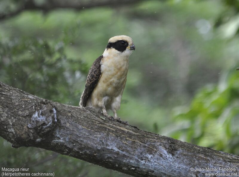 Laughing Falcon