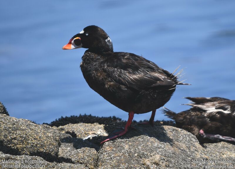 Surf Scoter