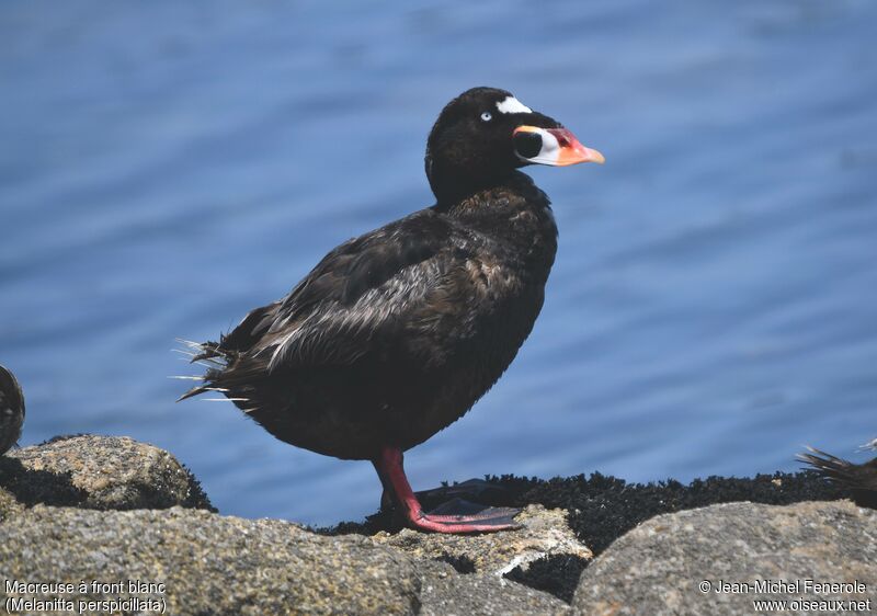 Surf Scoter