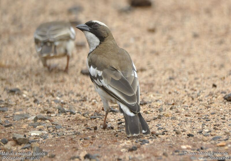 White-browed Sparrow-Weaver