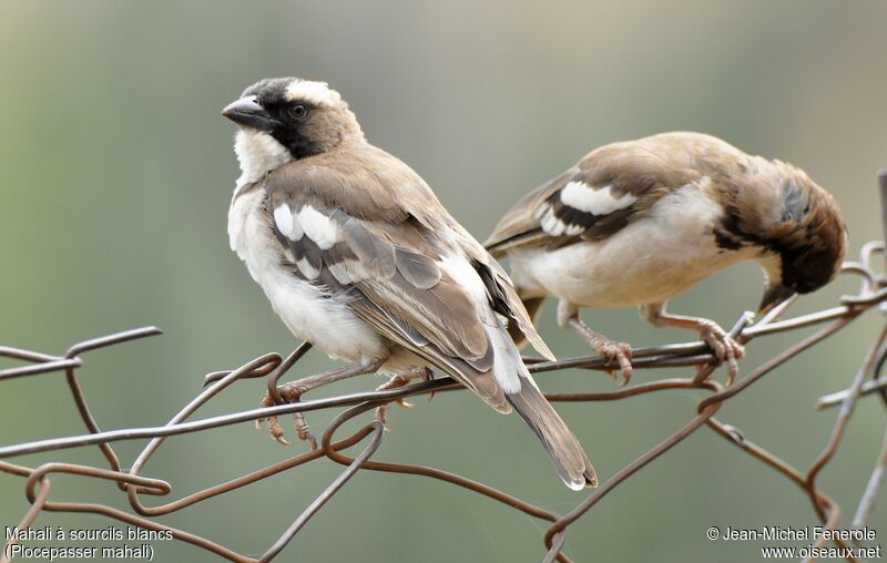 White-browed Sparrow-Weaver