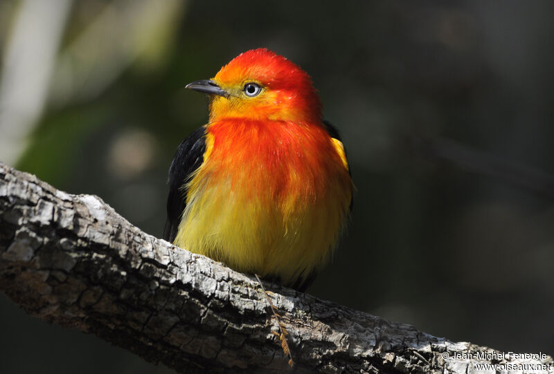 Band-tailed Manakin male adult breeding