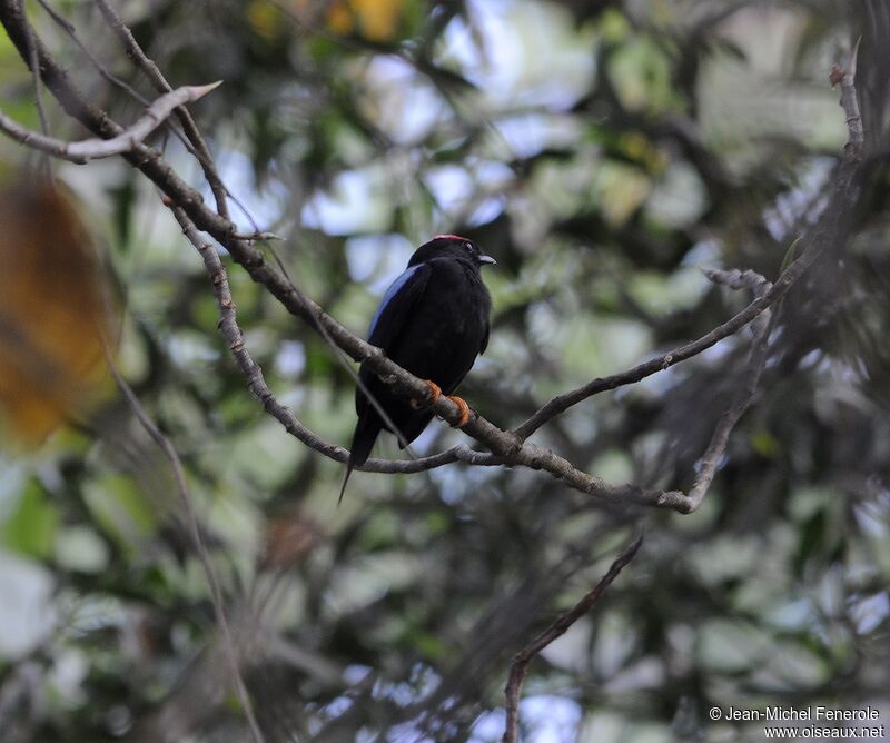 Manakin lancéolé