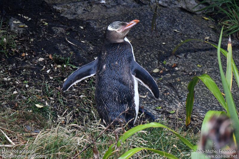 Yellow-eyed Penguin