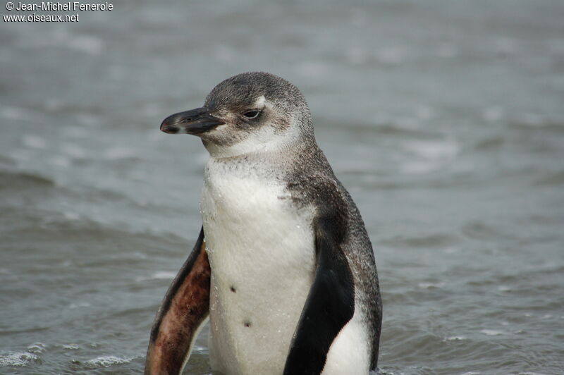 Magellanic Penguinimmature