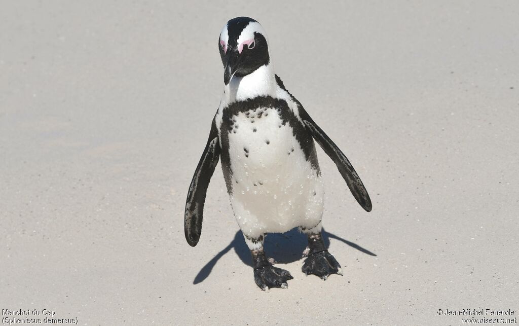 African Penguin