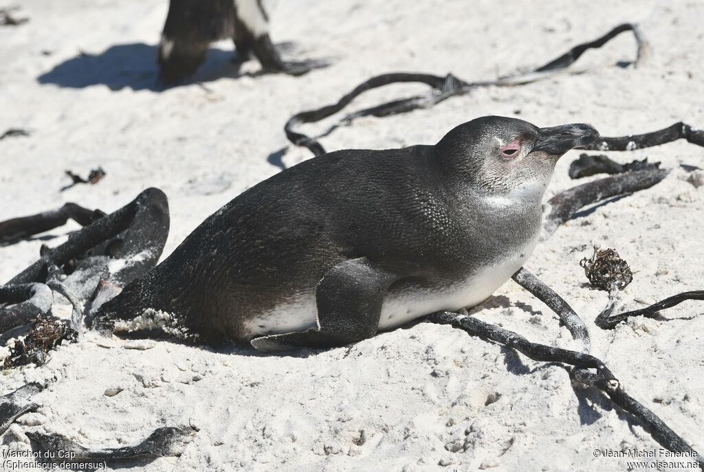 African Penguin