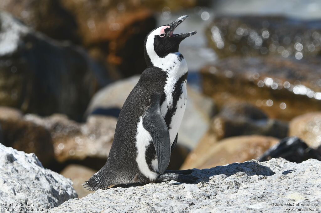 African Penguin