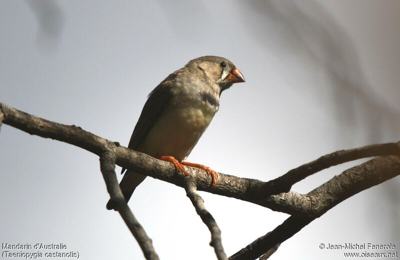 Australian Zebra Finch