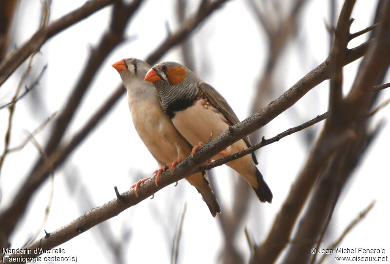 Australian Zebra Finch