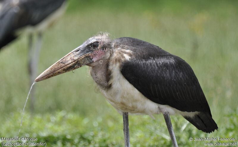 Marabou Stork