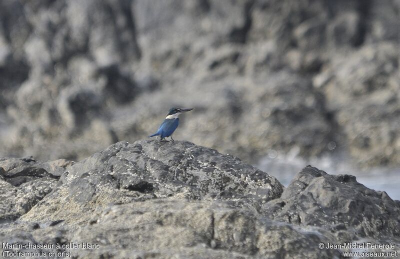 Collared Kingfisher