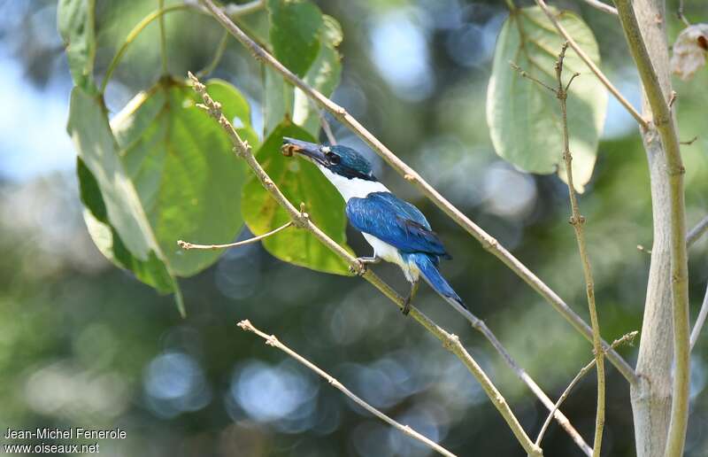 Collared Kingfisheradult, eats