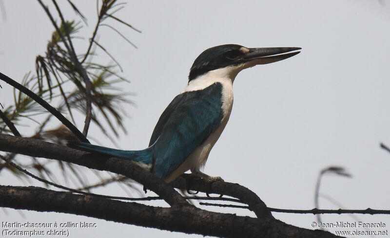 Collared Kingfisher