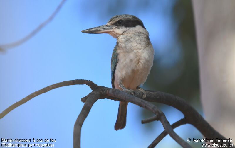 Red-backed Kingfisher