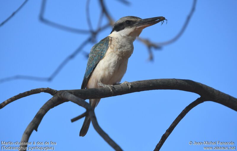 Red-backed Kingfisher