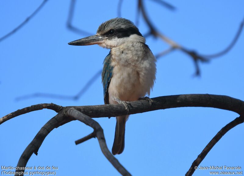 Red-backed Kingfisher