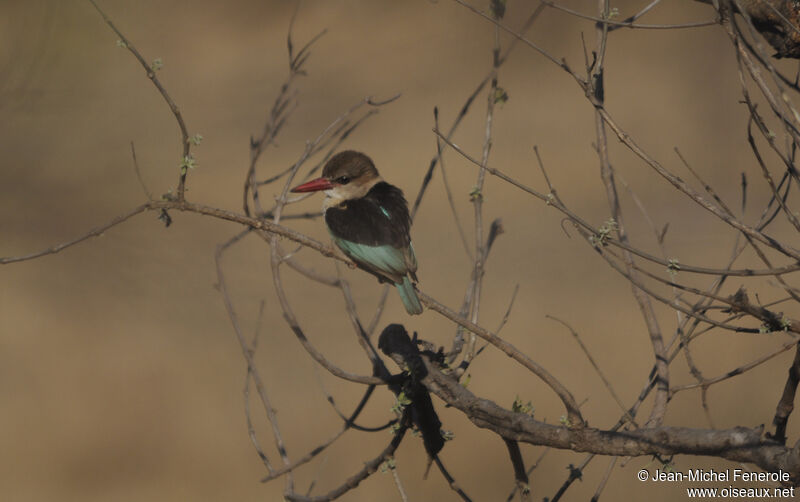 Brown-hooded Kingfisher