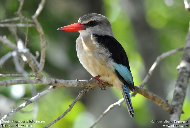 Brown-hooded Kingfisher