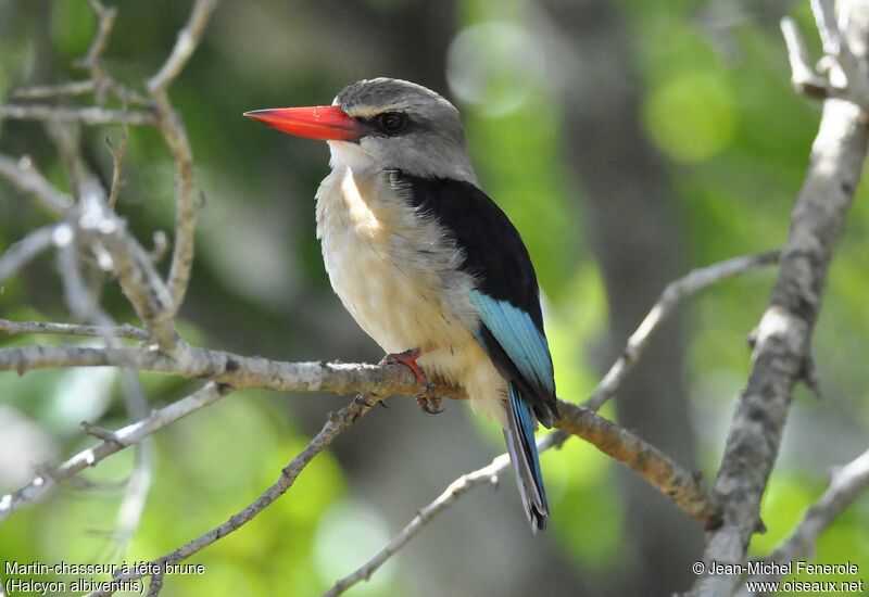 Brown-hooded Kingfisher