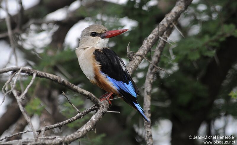 Grey-headed Kingfisher