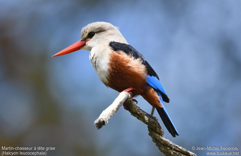 Grey-headed Kingfisher