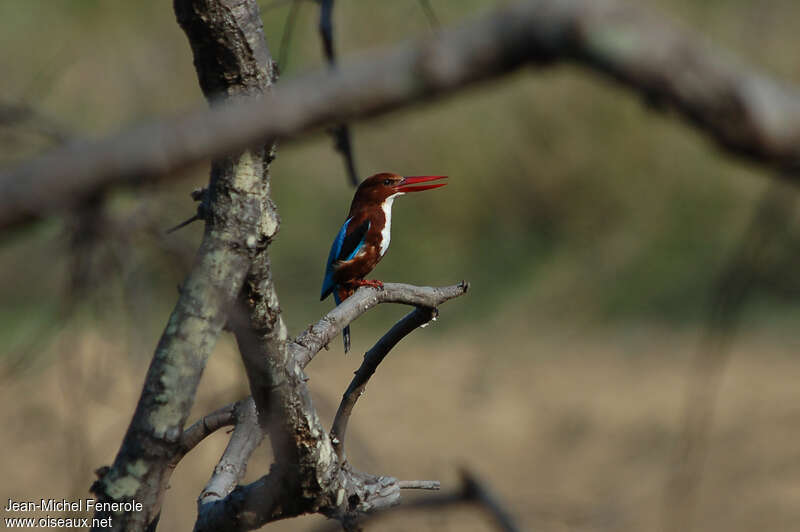 White-throated Kingfisheradult, habitat