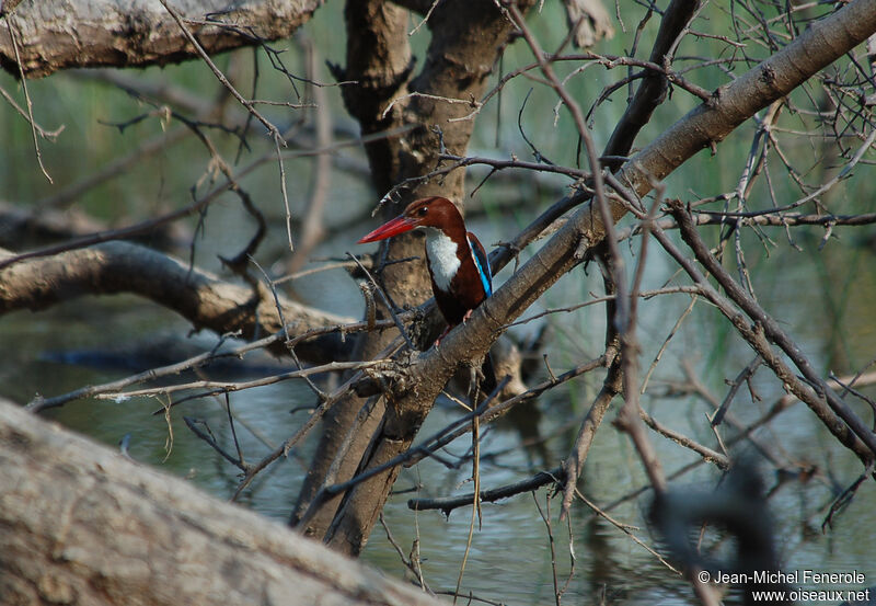 White-throated Kingfisher