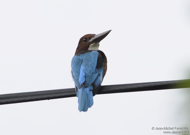 White-throated Kingfisher