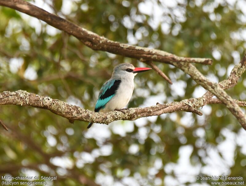 Woodland Kingfisher