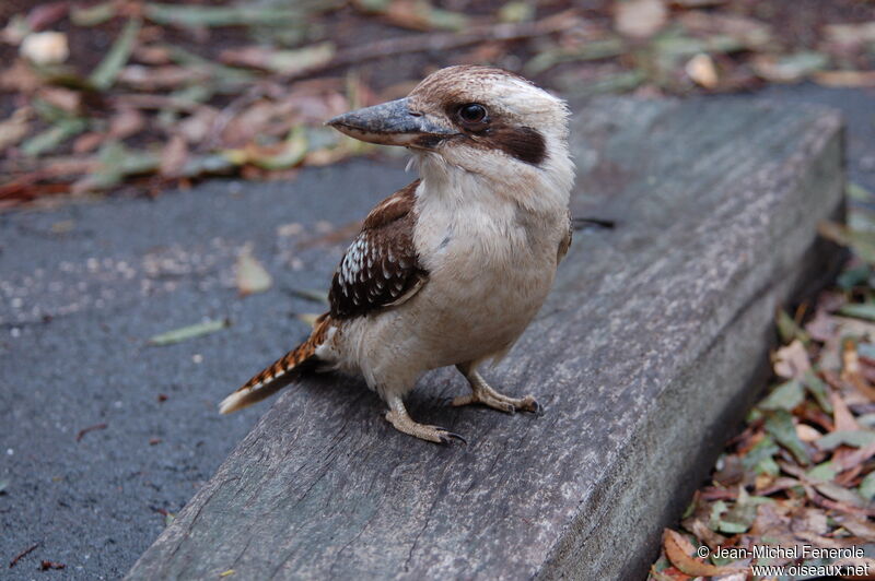 Laughing Kookaburra