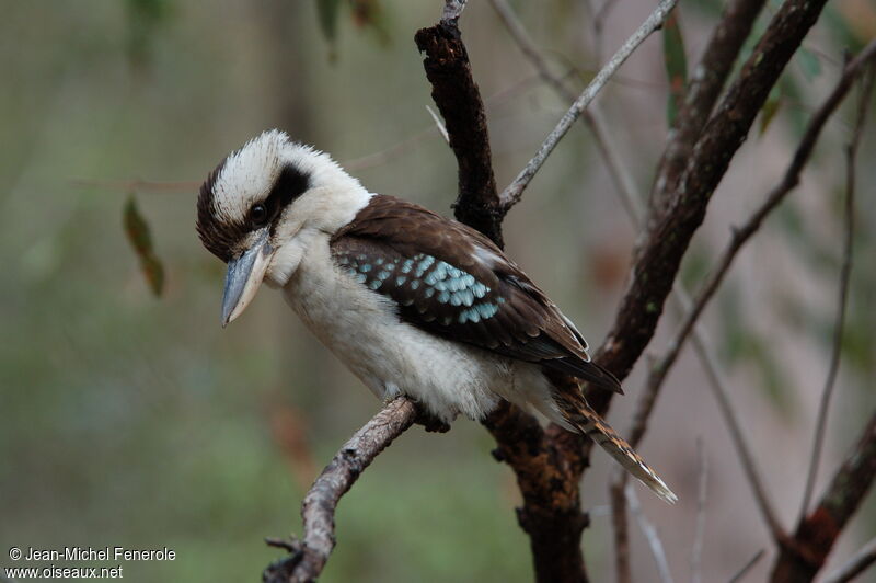 Laughing Kookaburra