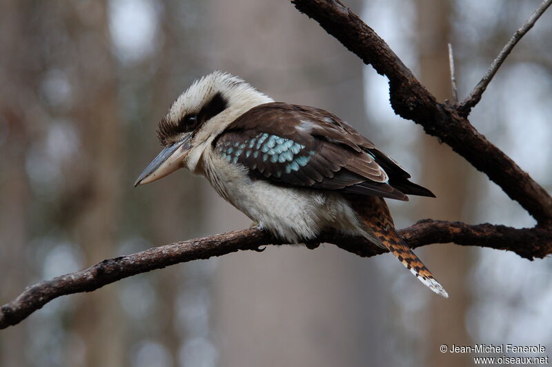 Laughing Kookaburra