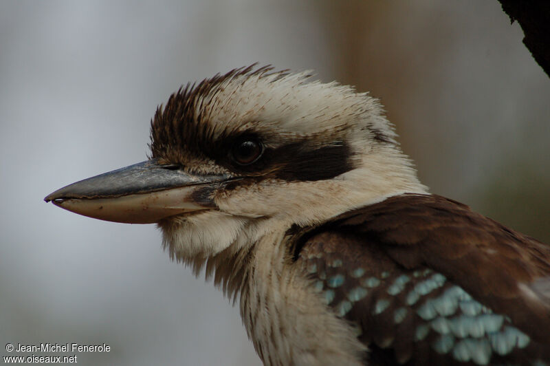 Laughing Kookaburra