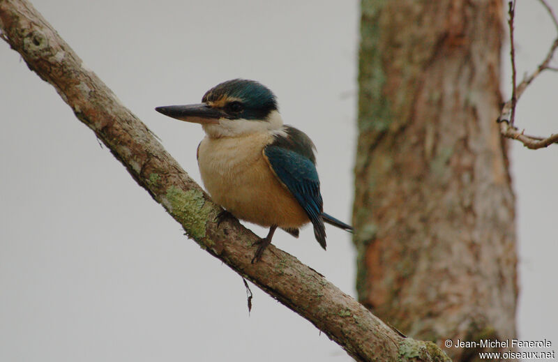 Sacred Kingfisher