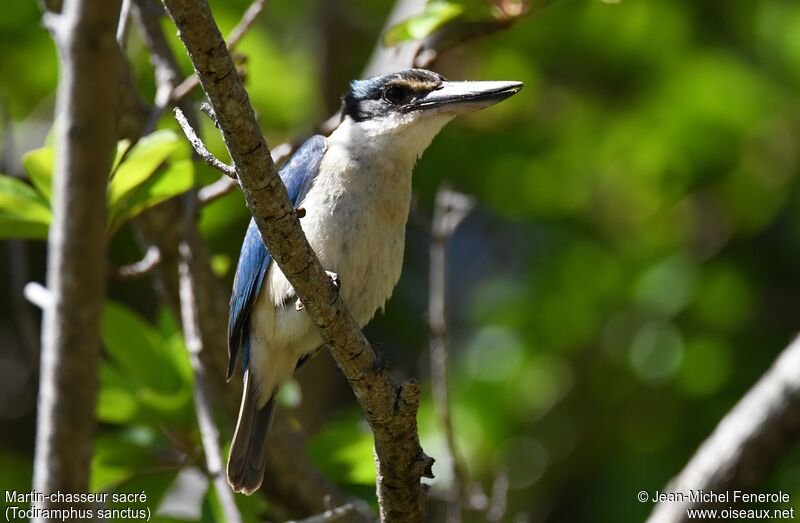 Sacred Kingfisher