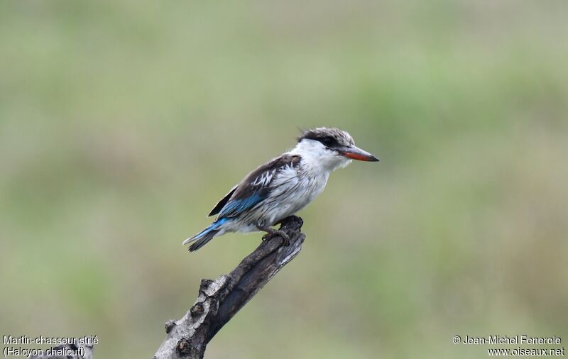 Striped Kingfisher