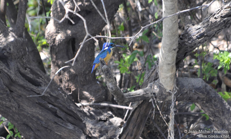 Half-collared Kingfisher