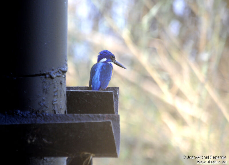 Half-collared Kingfisher