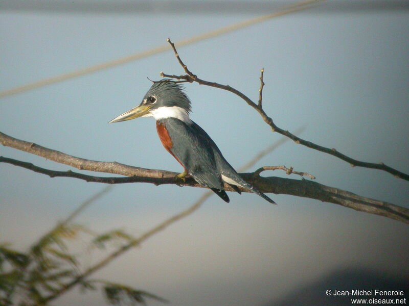 Ringed Kingfisher