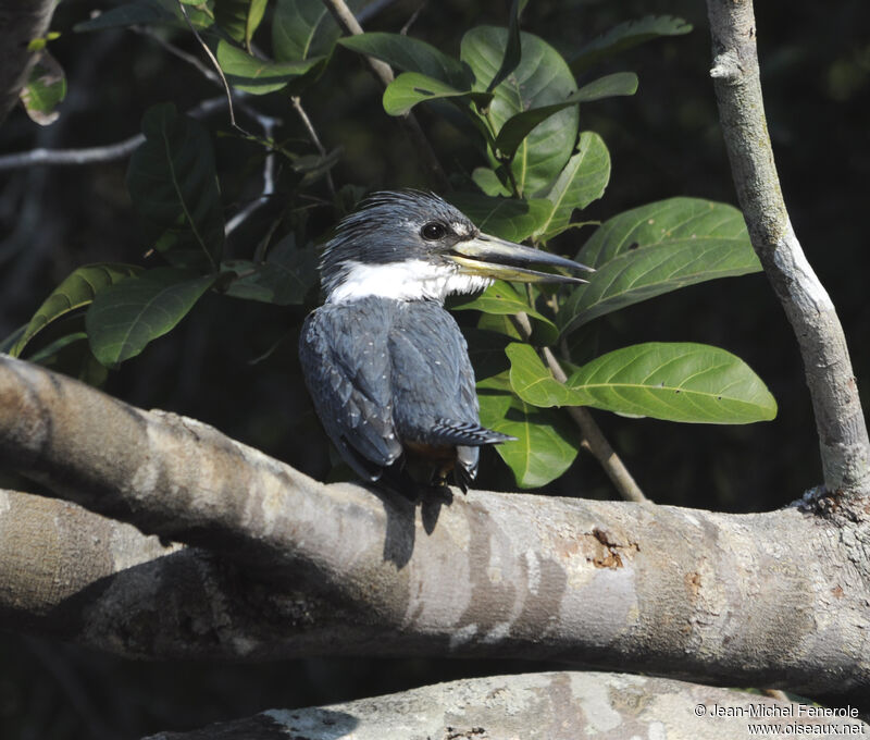 Ringed Kingfisher