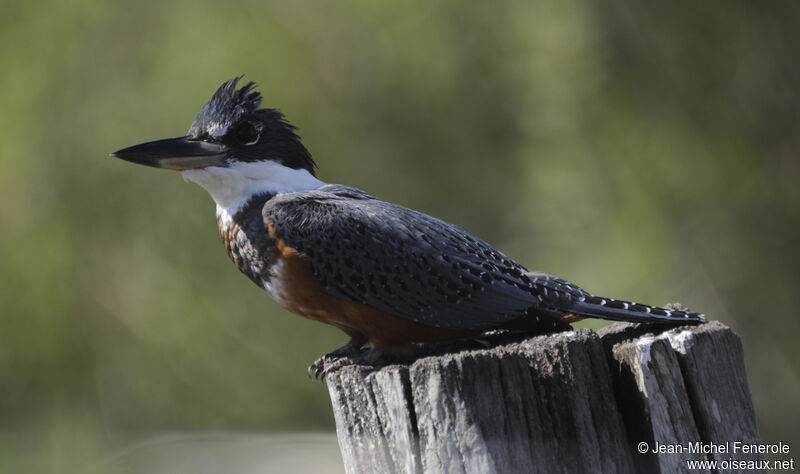 Ringed Kingfisher